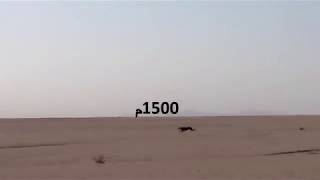 ceylan koşuyor tazı yakalıyor