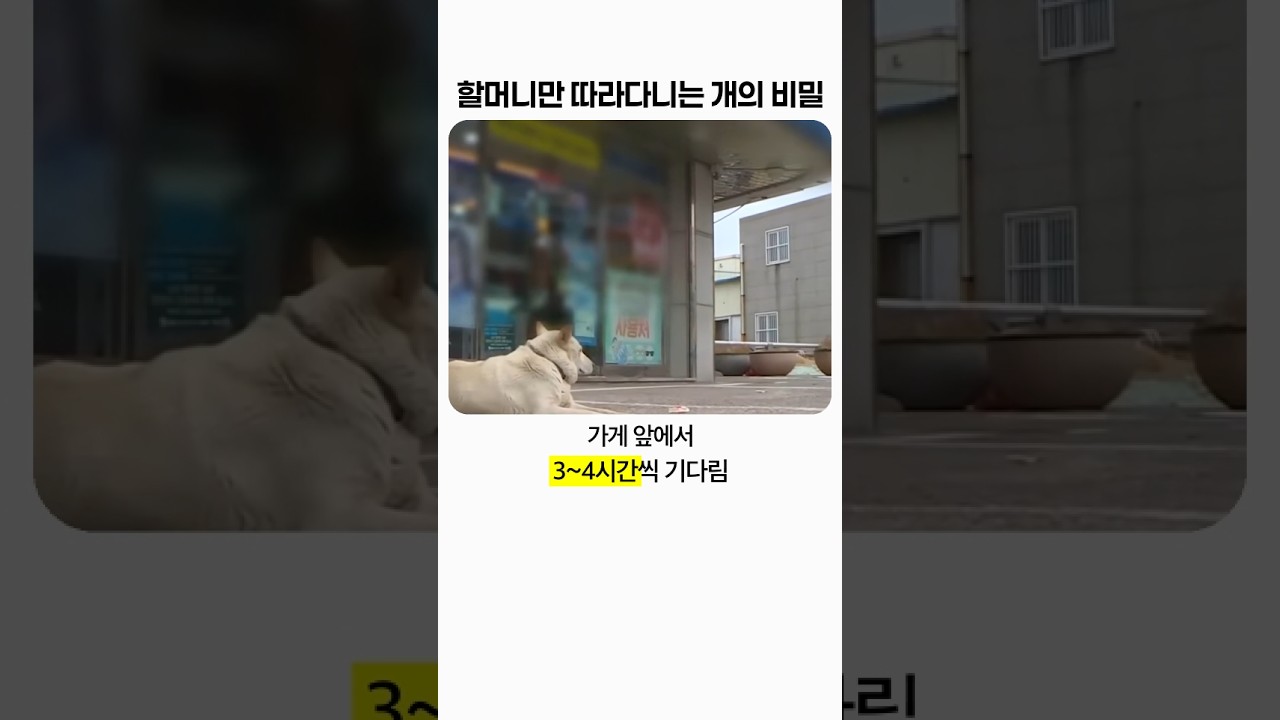 밥 준 할머니 앞에서 그릇째 물고 튀더니 4년째 할머니만 스토킹하는 백구 강아지의 비밀