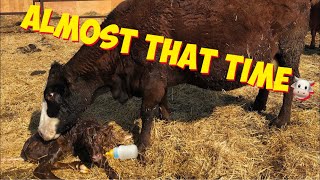 How we CALVE 🐮 out our Beef CATTLE herd in the dead of 🥶 WINTER!