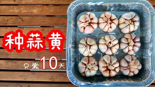 如何种植蒜黄？10天可收获的蒜黄，增加这一步，蒜苗爆满盆 / How to grow garlic indoors【种菜养花】