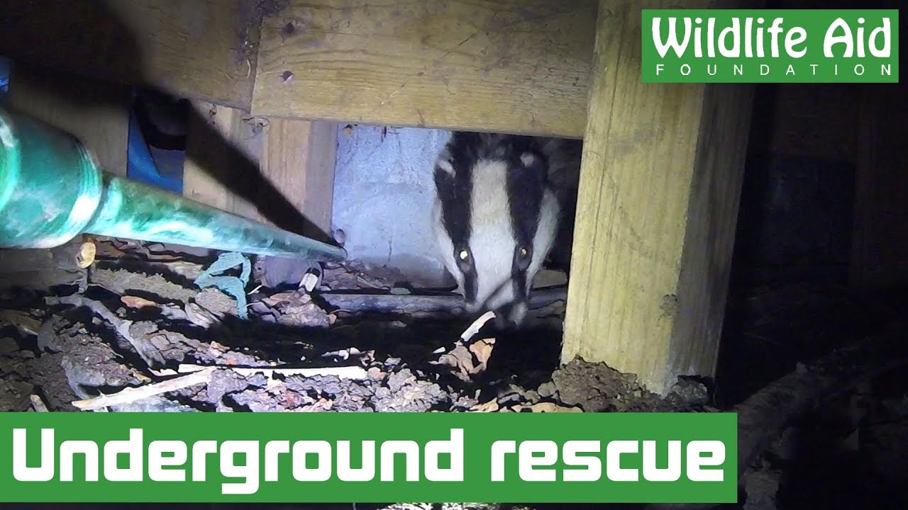 Injured badger rescued from tiny crawlspace! - YouTube