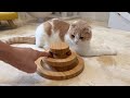気分じゃない遊びに渋々付き合ってくれる猫が可愛すぎましたw