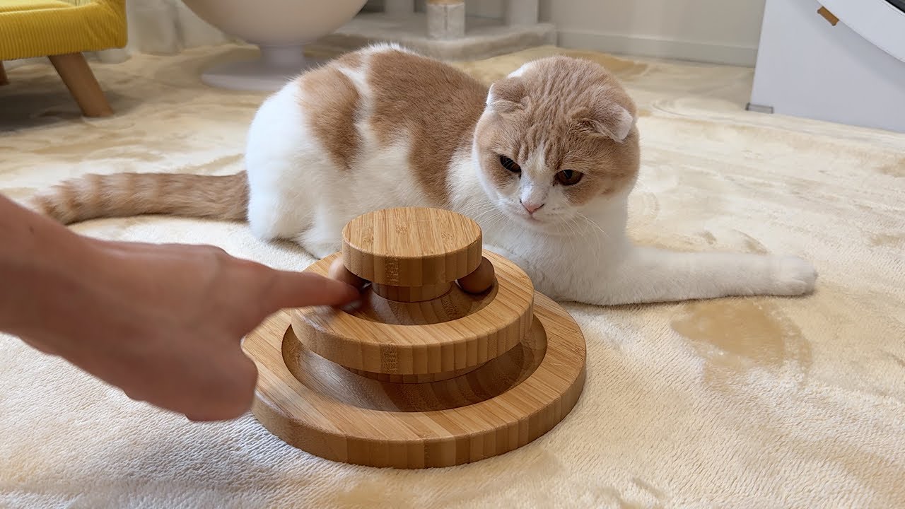 気分じゃない遊びに渋々付き合ってくれる猫が可愛すぎましたw