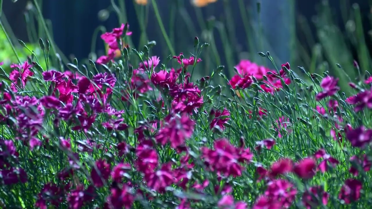 Tum dum da liberdade