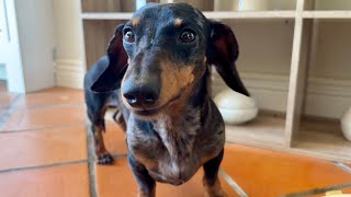 I CAN'T RESIST MINI DACHSHUND ! by Theo the Dachshund 3,267 views 10 days ago 3 minutes, 6 seconds