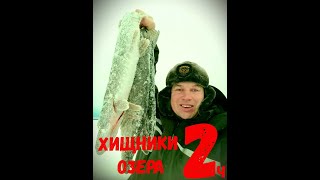 озёрные щуки #хищники озёр#щуки севера