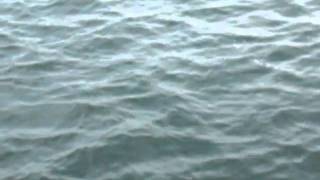 most amazing dolphin sighting 2.AVI