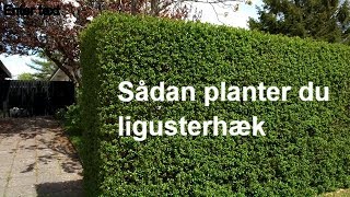 af ligusterhæk Plantorama - YouTube