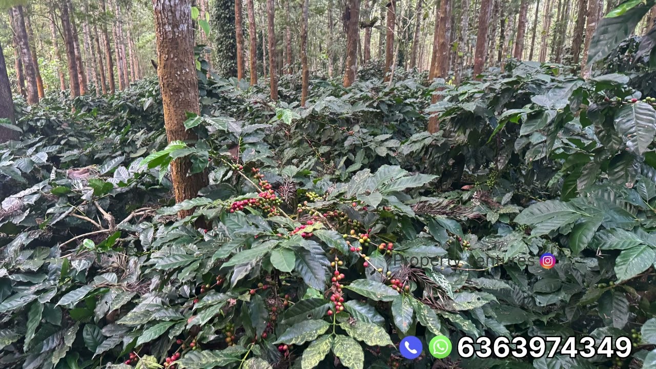 2 acres 24 gunta coffee plantation for sale in between Hassan sakleshpur 🌱