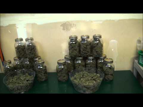 Growing Weed In My Closet – Final Harvest and Smoke Reports Growing Weed In My Closet – Final Harvest and Smoke Reports