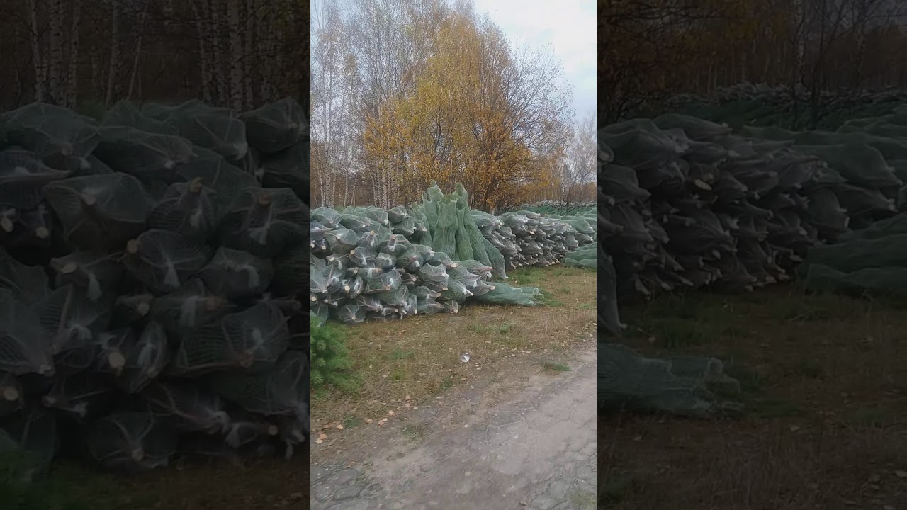 Оптом Сосна Новогодний Ульяновские Область