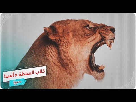 في العراق أسد لمواجهة كلاب السلطة