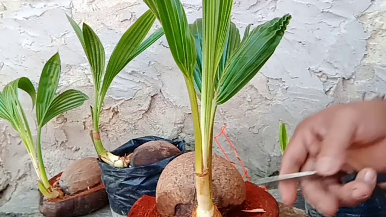  Cara merawat bonsai kelapa  YouTube