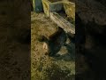 Give cats eating food.☺