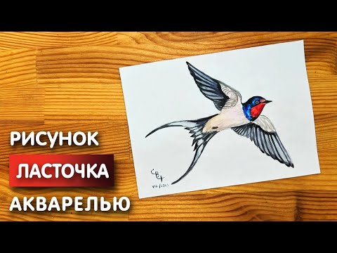 Как нарисовать ласточку карандашом и акварелью начинающим | Рисунок поэтапно и легко для детей