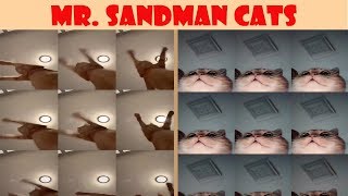 Mr. Sandman Cats Compilation