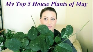 My Top 5 House Plants of May 2019