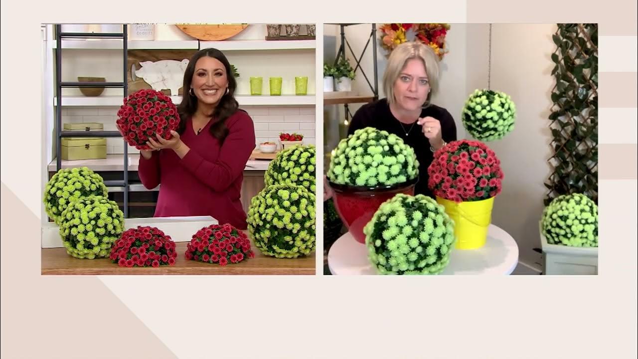 Wicker Park Set of (2) 10" or 12" Faux Mum Garden Spheres on QVC YouTube