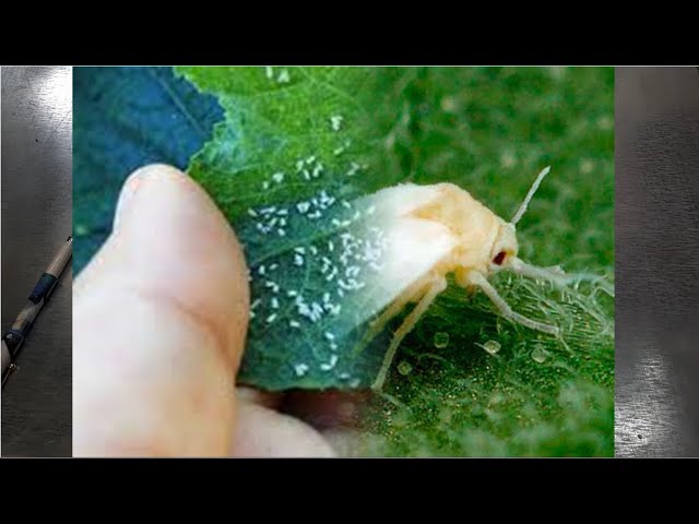 Белокрылка методы борьбы. 100% результат! Белокрылка на комнатных цветах.