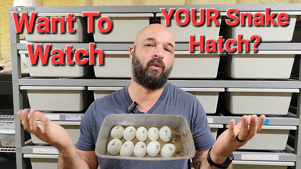 Ever Wanted to Watch YOUR Ball Python Hatch? Here Is Your Chance. - YouTube