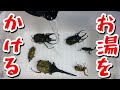 100均グッズで世界のカブトクワガタを生き返らせる
