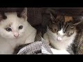 現時点での、先住猫ミヨと新入り子猫マメの関係。今回はミヨの生い立ちを紹介します
