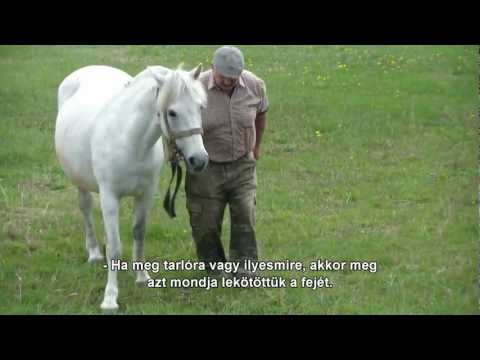 Videó: Hol találhatók alföldi csíkos tenrecek?