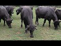 Banni buffalo aai krupa dairy farm mandvi kutch