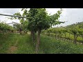 Технический виноград в Италии, Вальполичелла