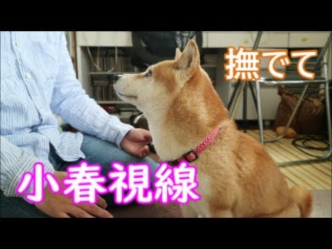 柴犬小春　小春目線と小春視線
