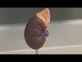 Check Your Health - Kidney Health
