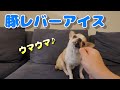 オヤツをアムアム食べつつも、豚レバーだけはアイスのように真剣に舐め続けるスムースチワワ犬(DoggyBox 2024年2月号)