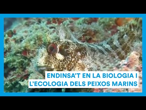 Vídeo: Quins animals marins mengen peixos lloro?
