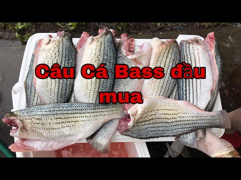 Video: Top 10 Hồ câu cá Bass ở Georgia