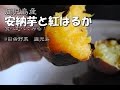 安納芋　紅はるかの試食　サツマイモ食べる　田舎野菜＠鹿児島産　第二話