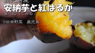 安納芋　紅はるかの試食　サツマイモ食べる　田舎野菜＠鹿児島産　第二話