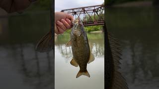 Smallmouth bass #fishing