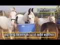    5    pushkar pashu mela 2023  pushkar horse mela  pkraj vlogs