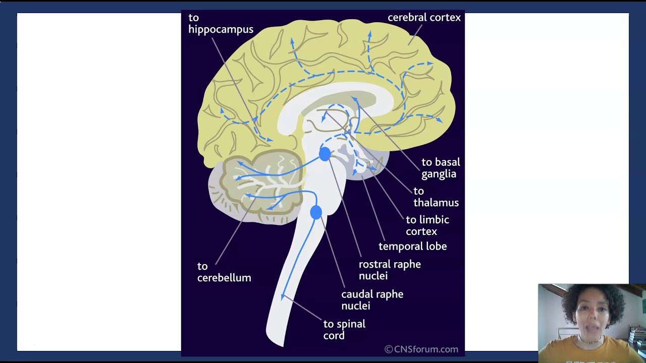 SNC Tema 4.2 Neurotransmisores