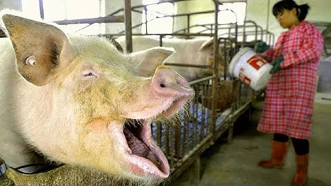 Modern Pig Farm - Fresh Pork Production Process - Automatic  Pork Cutting Line Machine - Pork Plant