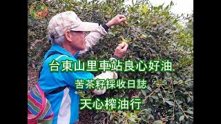 台東山里車站旁的天心榨油行 苦茶籽的採收日誌 ‍ 