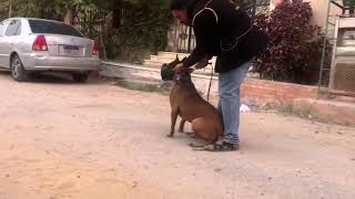 Donovan Pinscher Tyson Muzzle Protection Work ,, Call 01100013056 الكابتن عمر الزهار