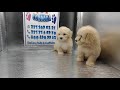 French poodle minitoy en grupo mascotas de Cordoba