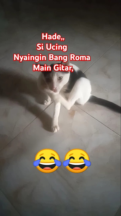 Kucingnya Roma irama#kucing#shorts