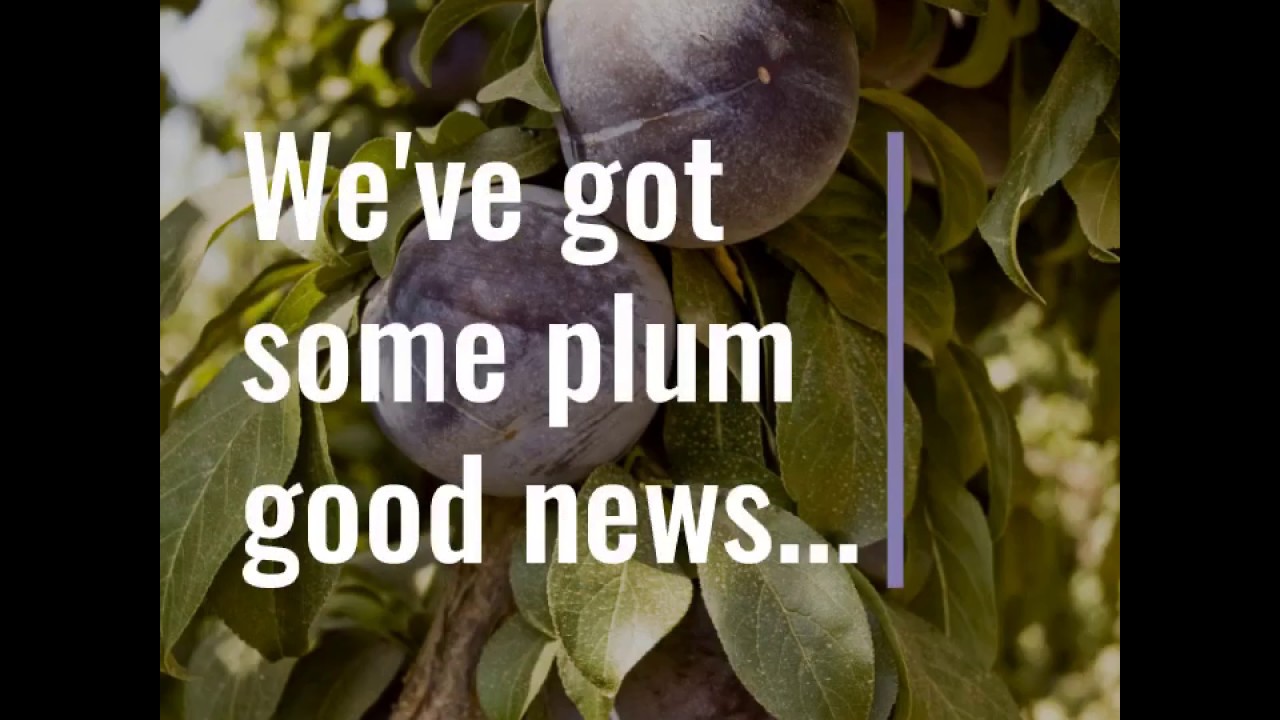 Health Benefits of Plums - HMC Farms