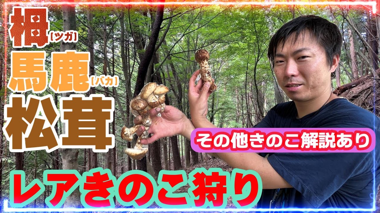 【きのこ狩り】ツガ松茸からバカ松茸のレアきのこ狩り　針葉樹林帯から広葉樹林帯への旅