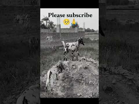 Cute Goat Edit Short 😍 | Bakri Ka Pyara Clip #funny #comedy