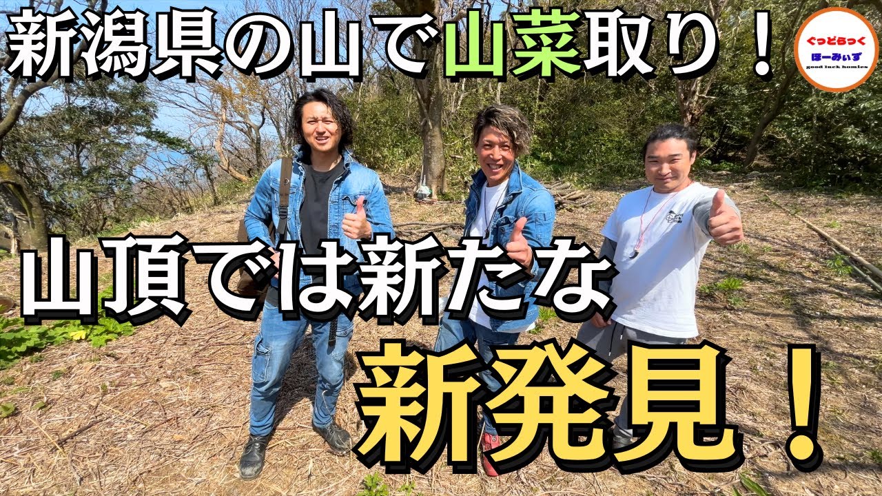 【山菜採り】欲望を刺激する！新潟の山で採れる多様な山菜を紹介！♯前編