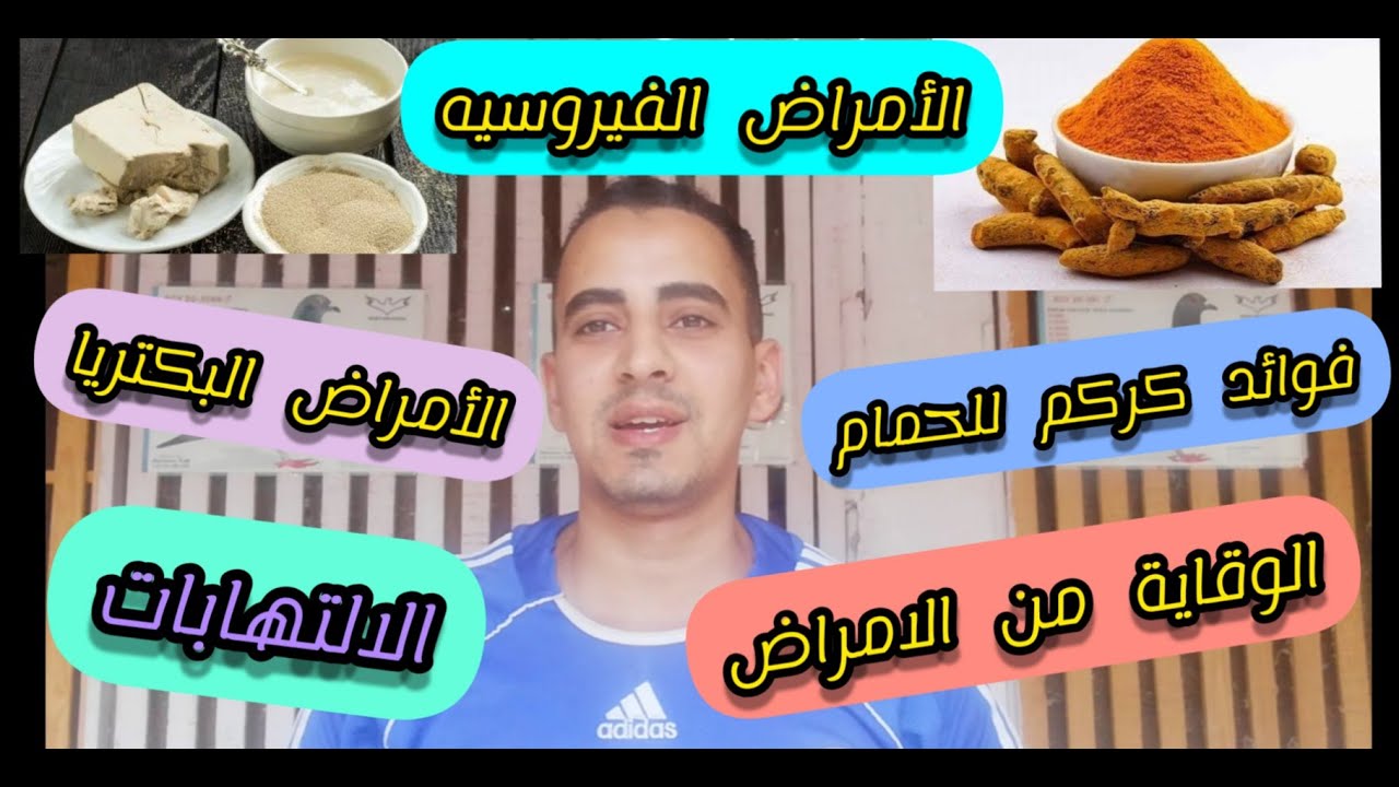 فوائد كركم للحمام وقاية و علاج كثير من الأمراض #الحمام_الزاجل #ملوك_غوايه_الحمام #الظاهر_لوفت