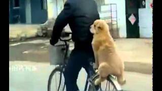 Собака На Багажнике Велосипеда